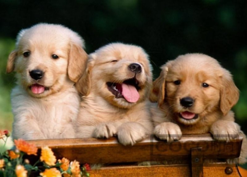 霸气好听不俗的狗起名字最新,独特小众沙雕的狗狗名字-第5张图片- 霸气好听不俗的狗起名字最新,独特小众沙雕的狗狗名字-第5张图片-