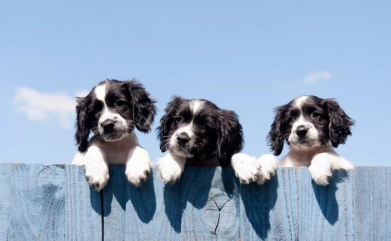 霸气好听不俗的狗起名字最新,独特小众沙雕的狗狗名字-第9张图片- 霸气好听不俗的狗起名字最新,独特小众沙雕的狗狗名字-第9张图片-