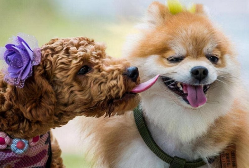 霸气好听不俗的狗起名字最新,独特小众沙雕的狗狗名字-第4张图片- 霸气好听不俗的狗起名字最新,独特小众沙雕的狗狗名字-第4张图片-