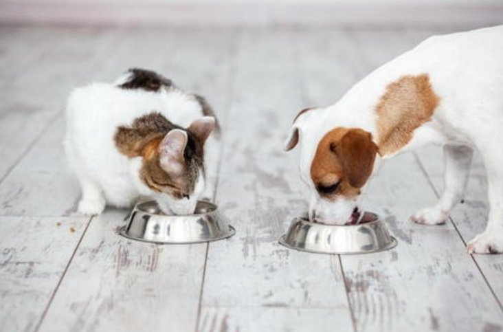 霸气好听不俗的狗起名字最新,独特小众沙雕的狗狗名字-第10张图片- 霸气好听不俗的狗起名字最新,独特小众沙雕的狗狗名字-第10张图片-