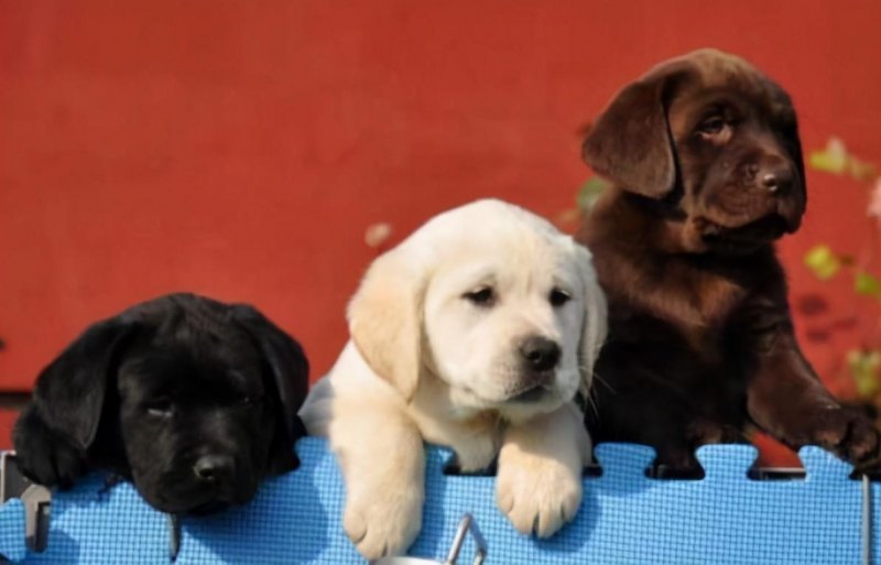 霸气好听不俗的狗起名字最新,独特小众沙雕的狗狗名字-第8张图片- 霸气好听不俗的狗起名字最新,独特小众沙雕的狗狗名字-第8张图片-