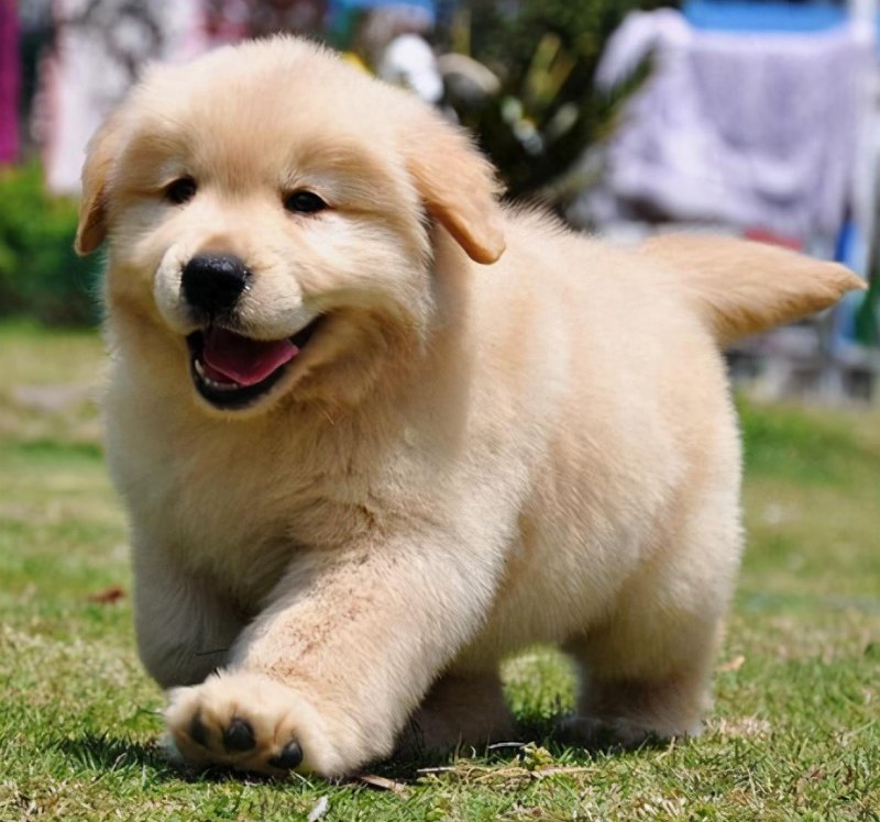 霸气好听不俗的狗起名字最新,独特小众沙雕的狗狗名字-第7张图片- 霸气好听不俗的狗起名字最新,独特小众沙雕的狗狗名字-第7张图片-