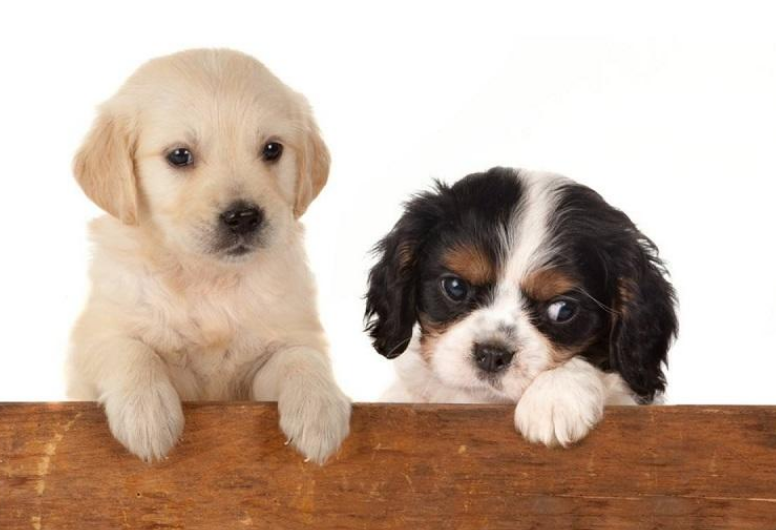 霸气好听不俗的狗起名字最新,独特小众沙雕的狗狗名字-第3张图片- 霸气好听不俗的狗起名字最新,独特小众沙雕的狗狗名字-第3张图片-