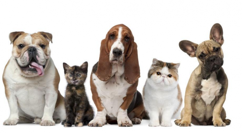 霸气好听不俗的狗起名字最新,独特小众沙雕的狗狗名字-第6张图片- 霸气好听不俗的狗起名字最新,独特小众沙雕的狗狗名字-第6张图片-