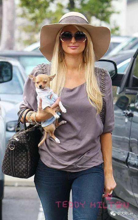 吉娃娃名字的由来及起源,吉娃娃是啥意思介绍-第3张图片- 吉娃娃名字的由来及起源,吉娃娃是啥意思介绍-第3张图片-