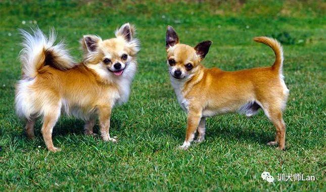 吉娃娃名字的由来及起源,吉娃娃是啥意思介绍-第5张图片- 吉娃娃名字的由来及起源,吉娃娃是啥意思介绍-第5张图片-