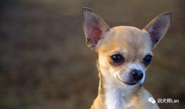 吉娃娃名字的由来及起源,吉娃娃是啥意思介绍-第1张图片- 吉娃娃名字的由来及起源,吉娃娃是啥意思介绍-第1张图片-