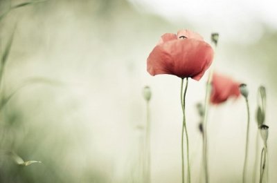 ​迎接春天的优美句子描写春天花开的优美句子(精选87句)