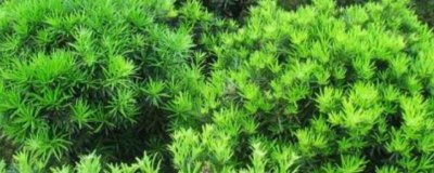 ​古风孤傲邪气男生名字