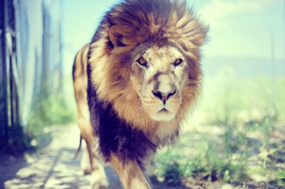 ​保护动物的句子80句