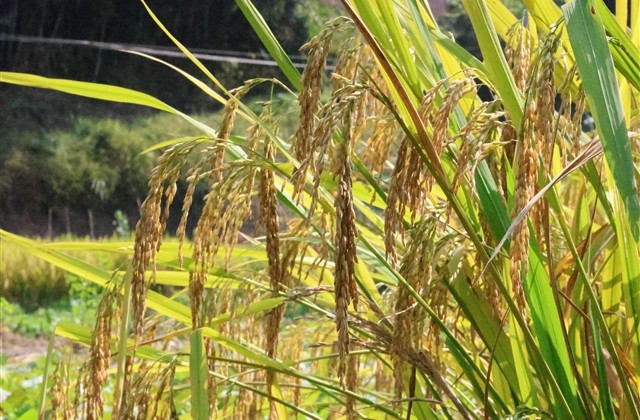 好听的搞笑网名(精选544个)