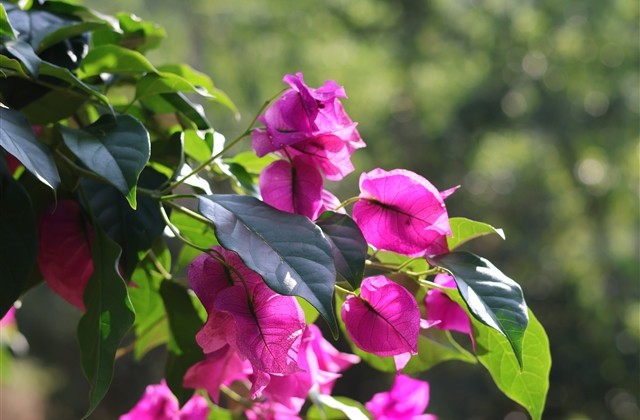 少女甜美系列网名大全(优选338个)