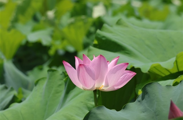 比较酷的游戏昵称(214个)