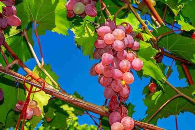 ​关于告白的句子