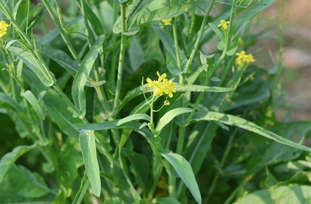 关于风的QQ网名(共145个) 关于风的QQ网名(共145个)