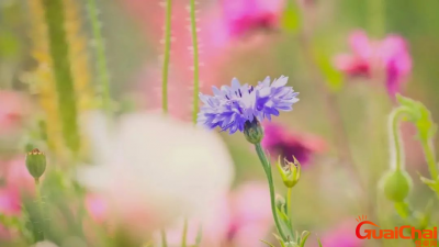 ​心凉到极点的句子有哪些？心凉到极点失望到闭口不言的句子