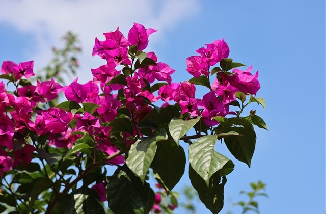 a开头的英文网名