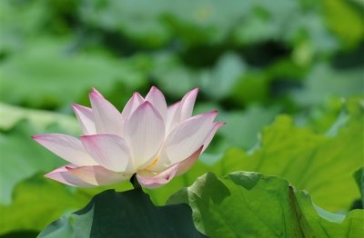 ​让人一看就想加你的好听网名(优选79个)