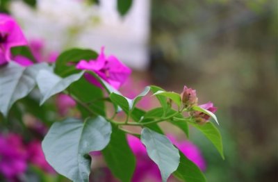 ​带彼岸花的网名(精选22个)