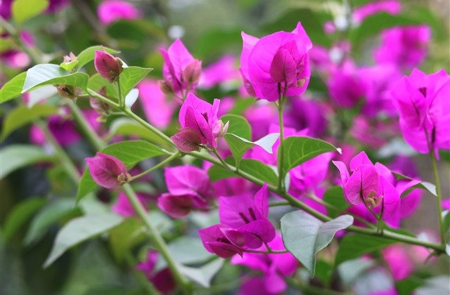 含仇字的网名 含仇字的网名