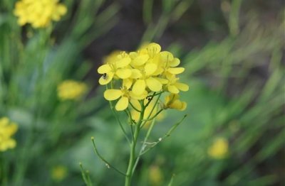 ​简单干净励志女微信名字(精选182个)