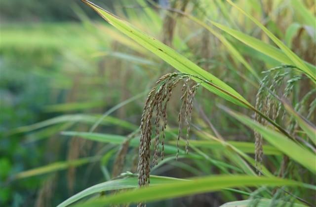 龙年女宝宝起名字2024（优秀）