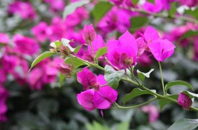 ​可爱女生伤感网名(共261个)