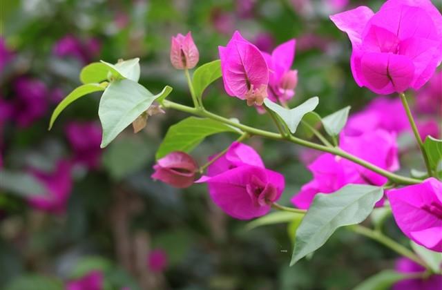 好听的男性网名(共165个) 好听的男性网名(共165个)