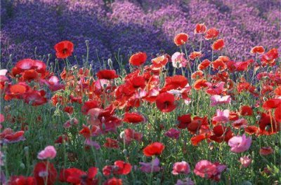 ​高情商的暖心句子享受春天 期待春天的唯美句子(80句)