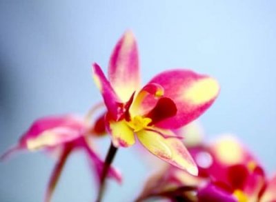 ​优雅好听三个字的网名