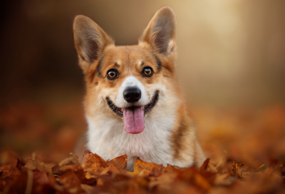 ​比较仙气冷艳的名字