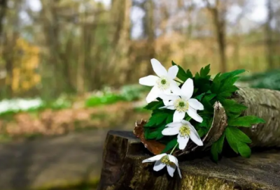 ​简短霸气的游戏名字男生_雪狱苍龙