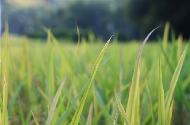 伤感至极的男生孤独网名(共339个) 伤感至极的男生孤独网名(共339个)