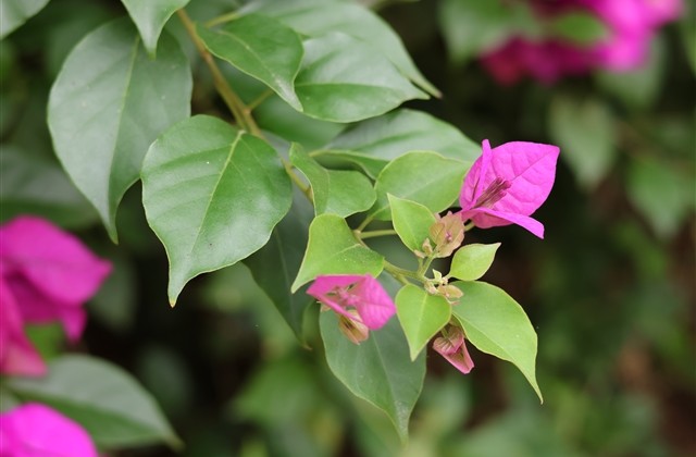 三个字好听的网名伤感女生 三个字好听的网名伤感女生