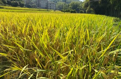 ​好听的女生伤感网名