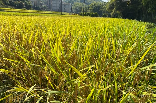 好听的女生伤感网名