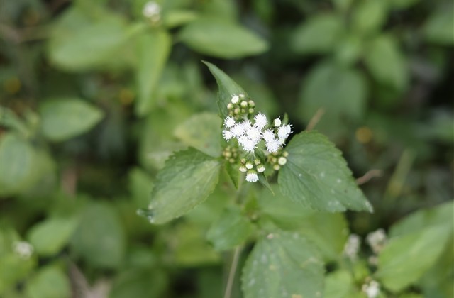四个字伤感网名大全