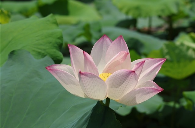 伤心透了的伤感的网名(共854个)