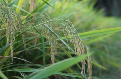 ​爱情伤感名字昵称网名