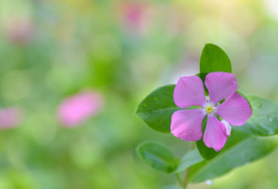 ​有什么好听的动漫网名188个