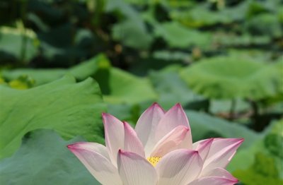 ​霸气撩人的网名(106个)