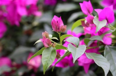 ​神魔大陆好听的名字