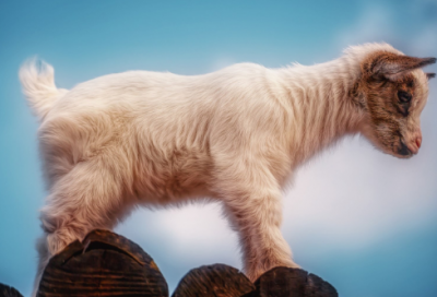 ​7月出生的男孩起名字大全