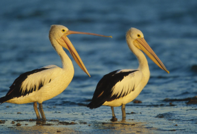 ​带音译和寓意的男孩英文名字大全