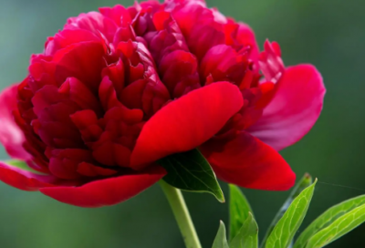 ​小孩起名男孩女孩名字大全