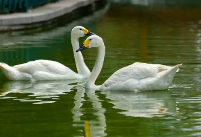 ​独特大气的复姓男孩名字大全