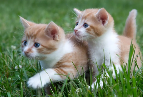 1687192306478576.png image.png