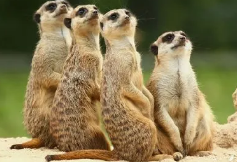 1687206618190553.png image.png