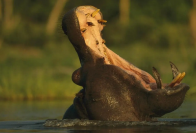 ​女孩英文取名方法及名字欣赏