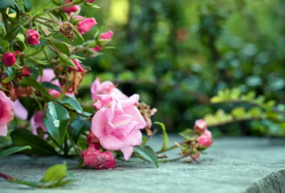 ​女孩起名字女孩名字优雅的